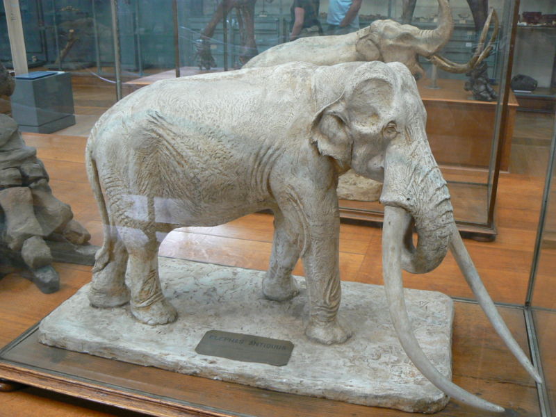 800px-Elephas_antiquus
